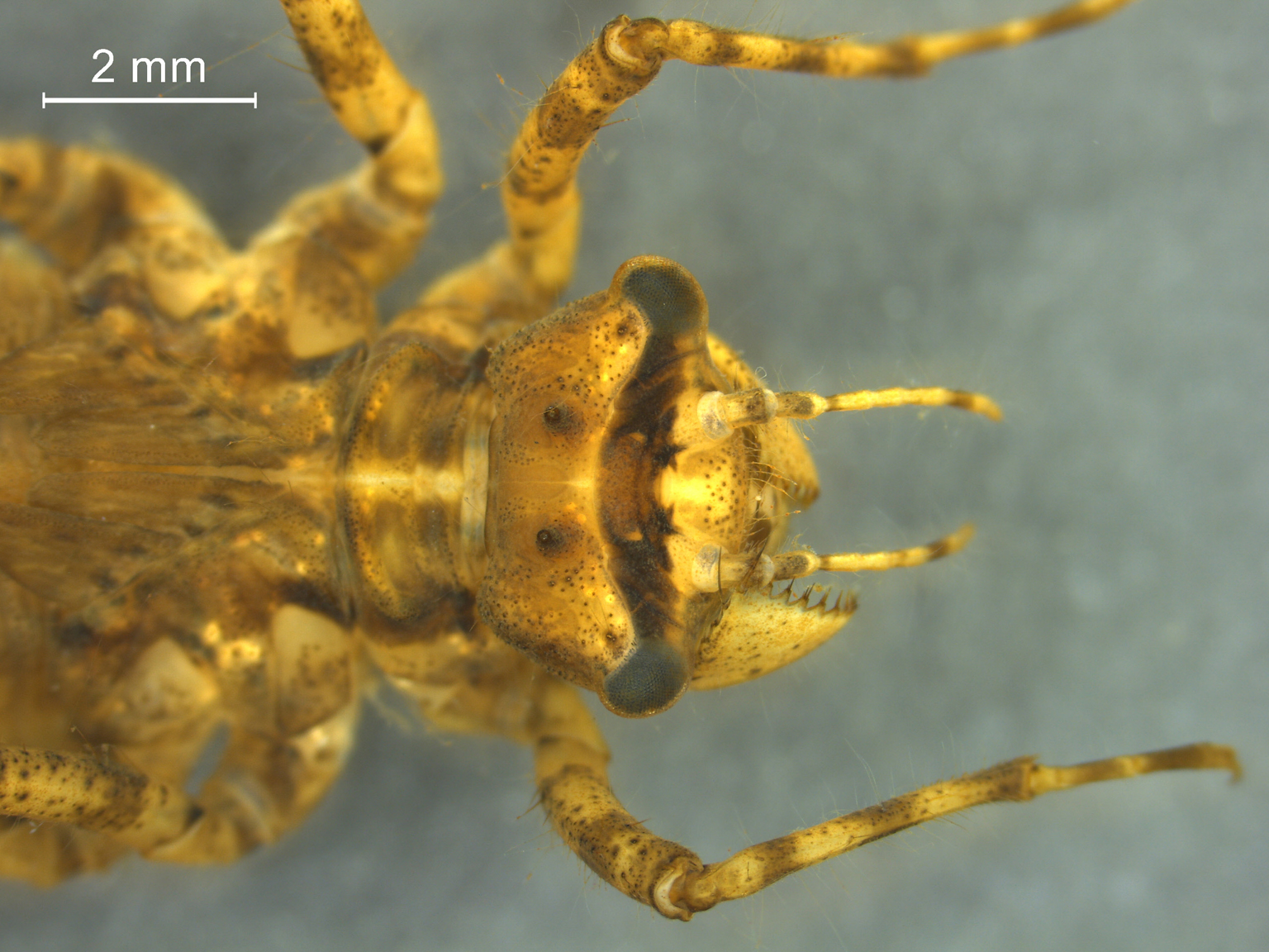 Epitheca bimaculata